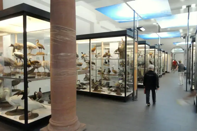 Naturmuseum Senckenberg – Bird Exhibits
