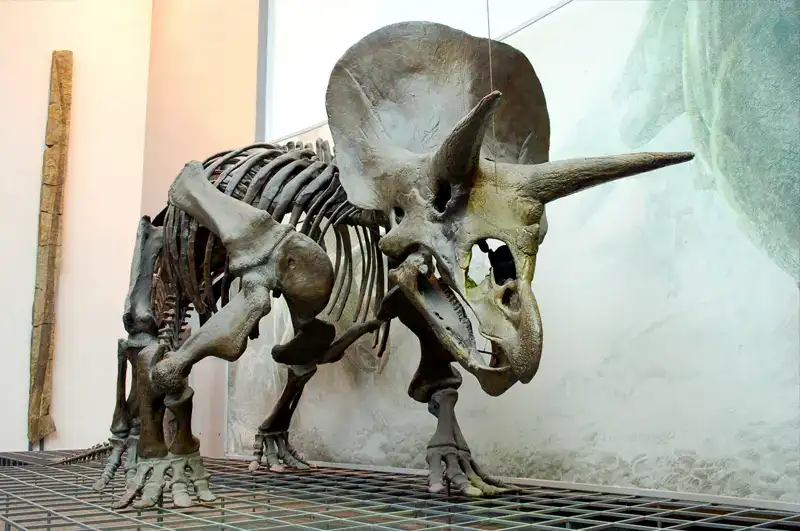 Naturmuseum Senckenberg – Triceratops Skeleton
