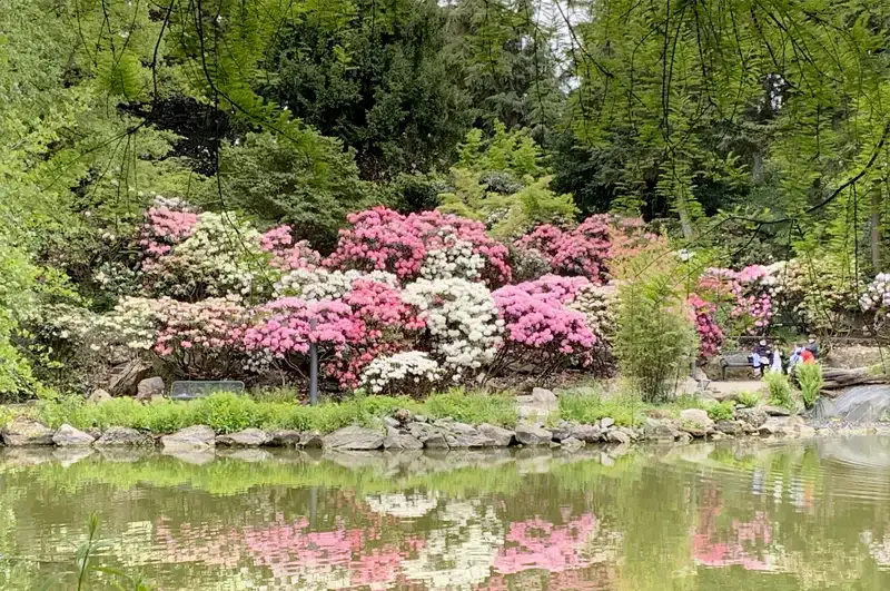 Palmengarten Frankfurt – Rhododendron