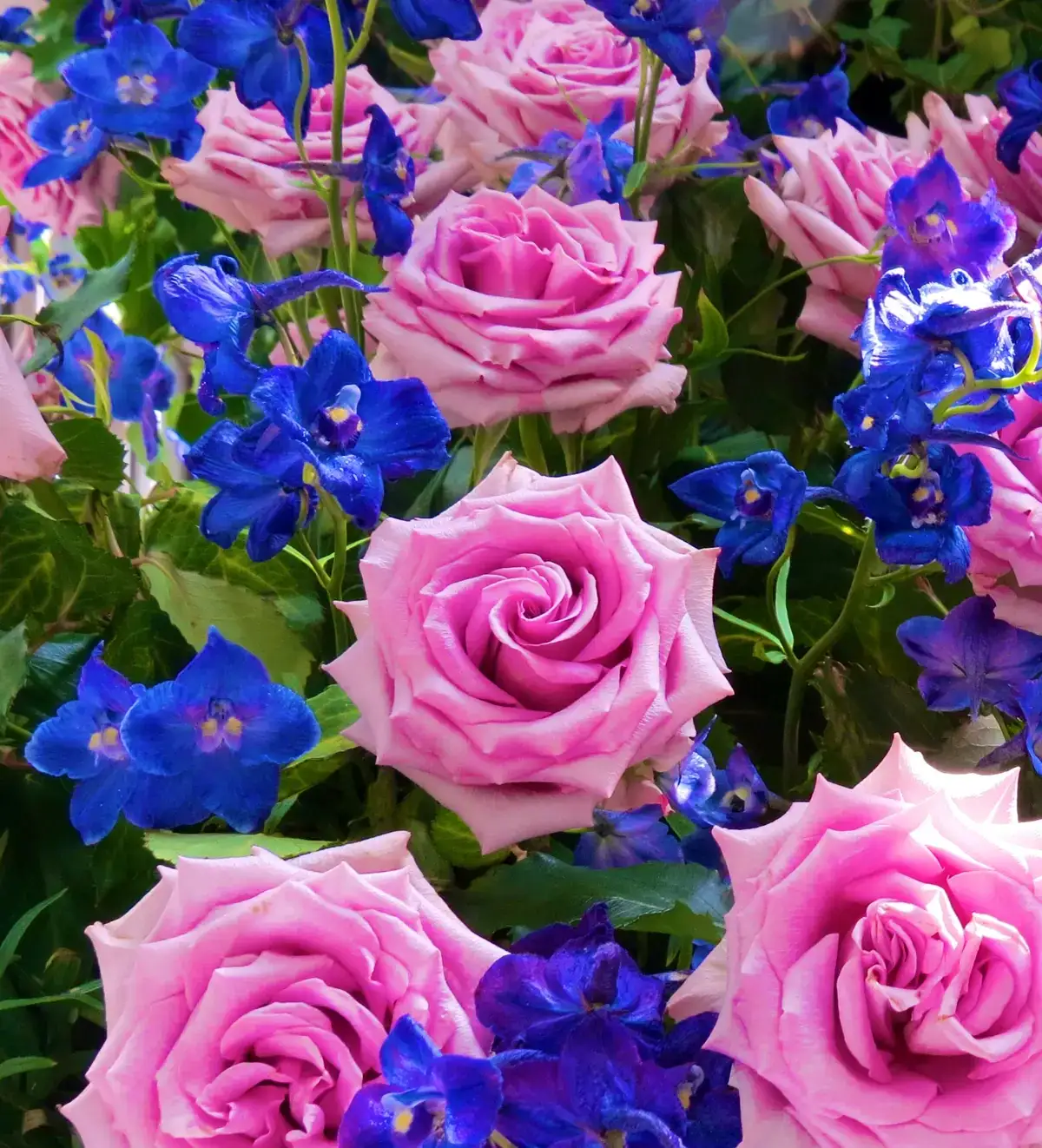 Rosen- und Lichterfest - das romantische Fest im Palmengarten