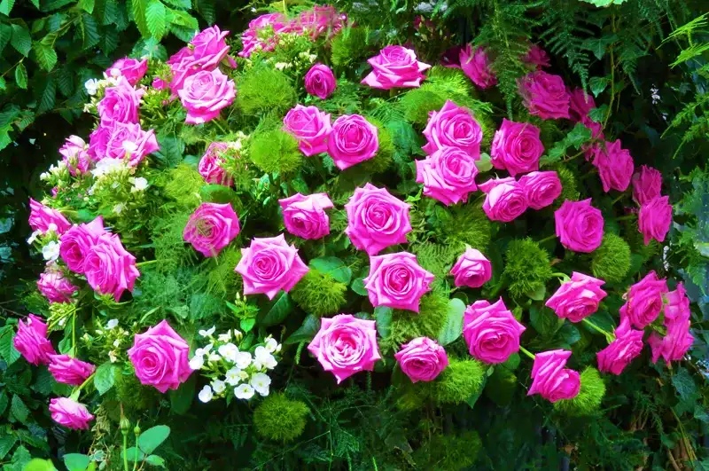 Rosen- und Lichterfest - das romantische Fest im Palmengarten