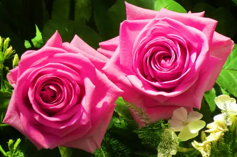 Rosen- und Lichterfest - das romantische Fest im Palmengarten
